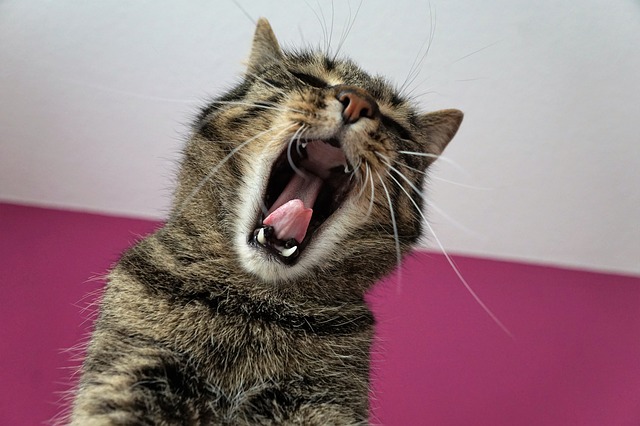 Katzenkonzert Eine Katze, die gähnt.